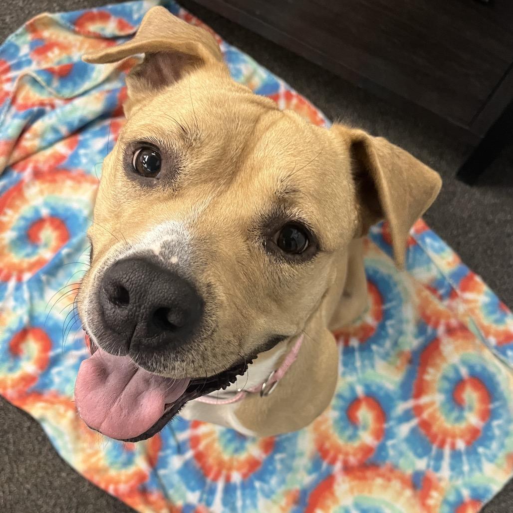 Enlarge Toast, a Adoptable mixed breed in Ashland, OR image 1/6