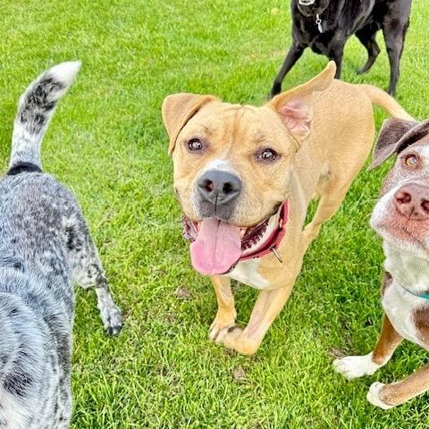 Enlarge Toast, a Adoptable mixed breed in Ashland, OR image 3/6