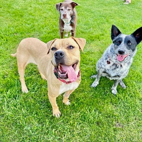 Enlarge Toast, a Adoptable mixed breed in Ashland, OR image 4/6