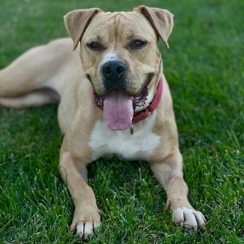 Enlarge Toast, a Adoptable mixed breed in Ashland, OR image 5/6