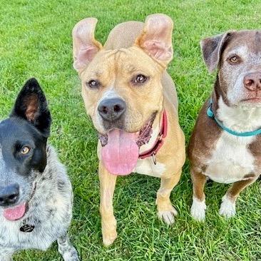 Enlarge Toast, a Adoptable mixed breed in Ashland, OR image 6/6