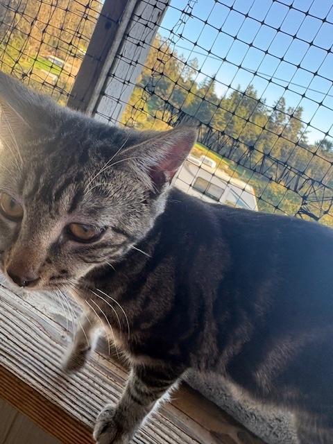 Elian, a ADOPTABLE Tabby in Santa Cruz, CA image 6/6