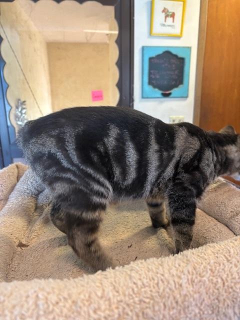 Elian, a ADOPTABLE Tabby in Santa Cruz, CA image 2/6