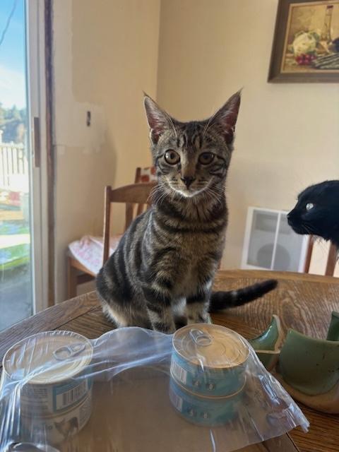 Elian, a ADOPTABLE Tabby in Santa Cruz, CA image 3/6