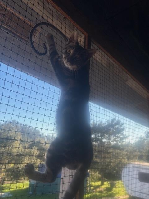 Elian, a ADOPTABLE Tabby in Santa Cruz, CA image 4/6