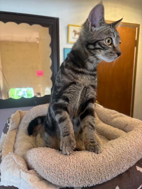 Enlarge Elian, a ADOPTABLE Tabby in Santa Cruz, CA image 5/5
