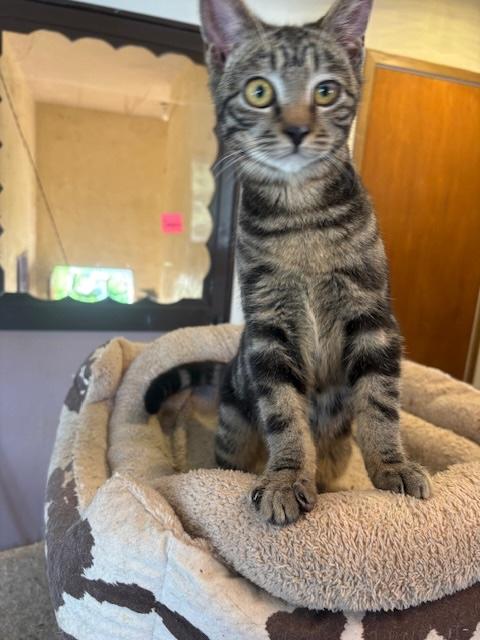 Elian, a ADOPTABLE Tabby in Santa Cruz, CA image 1/6