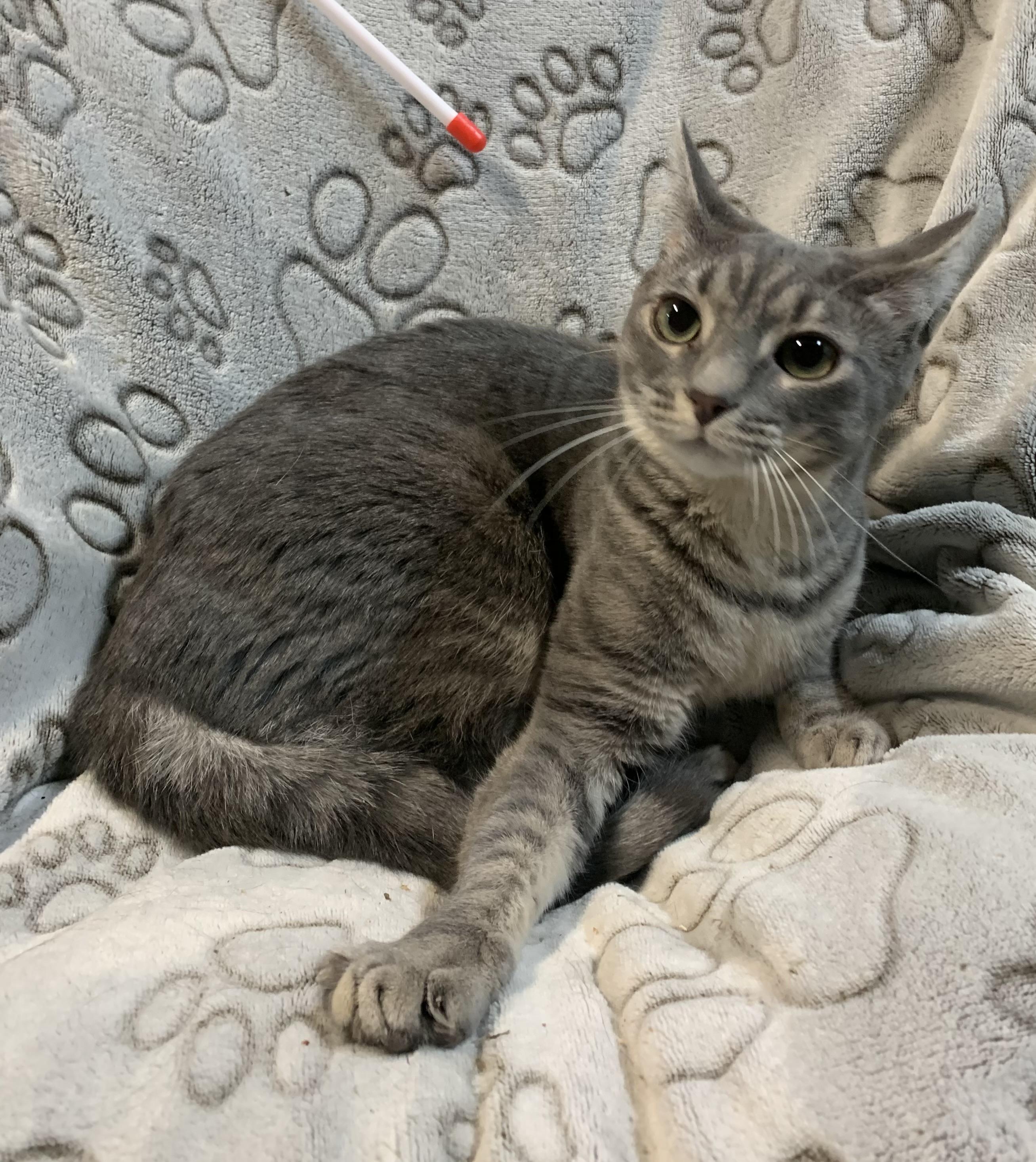 NONI & NONA ~ COURTESY POSTING ~ Bonded Sisters in Delaware, a Adoptable Domestic Short Hair in Spotswood, NJ image 4/6