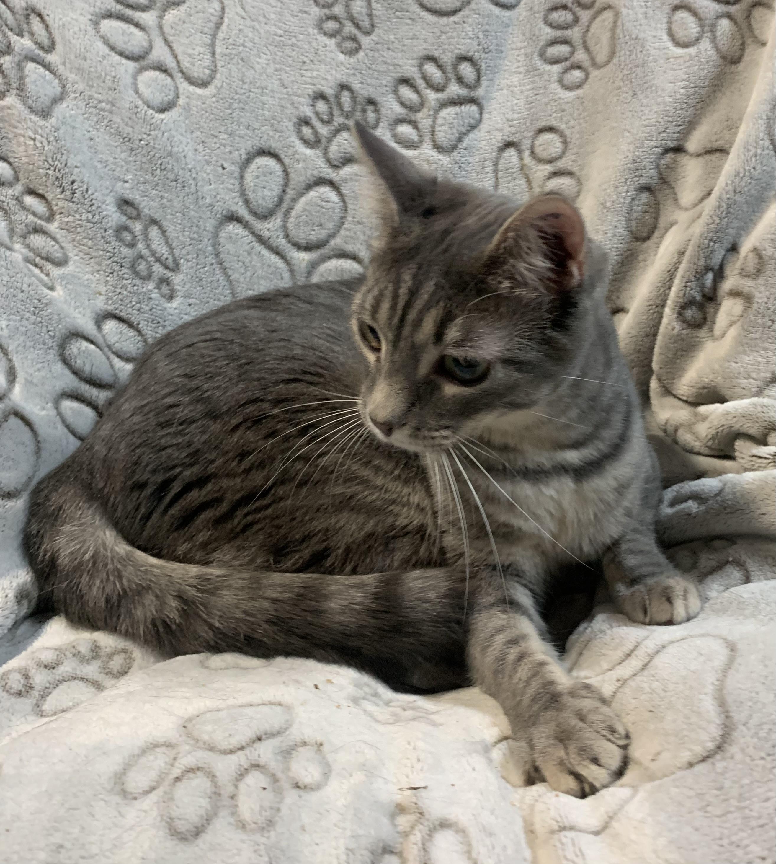 NONI & NONA ~ COURTESY POSTING ~ Bonded Sisters in Delaware, a Adoptable Domestic Short Hair in Spotswood, NJ image 3/6