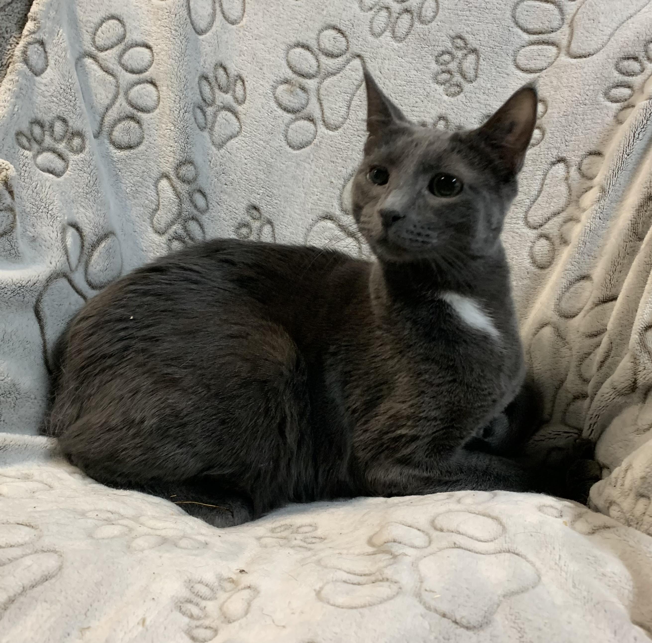 NONI & NONA ~ COURTESY POSTING ~ Bonded Sisters in Delaware, a Adoptable Domestic Short Hair in Spotswood, NJ image 2/6