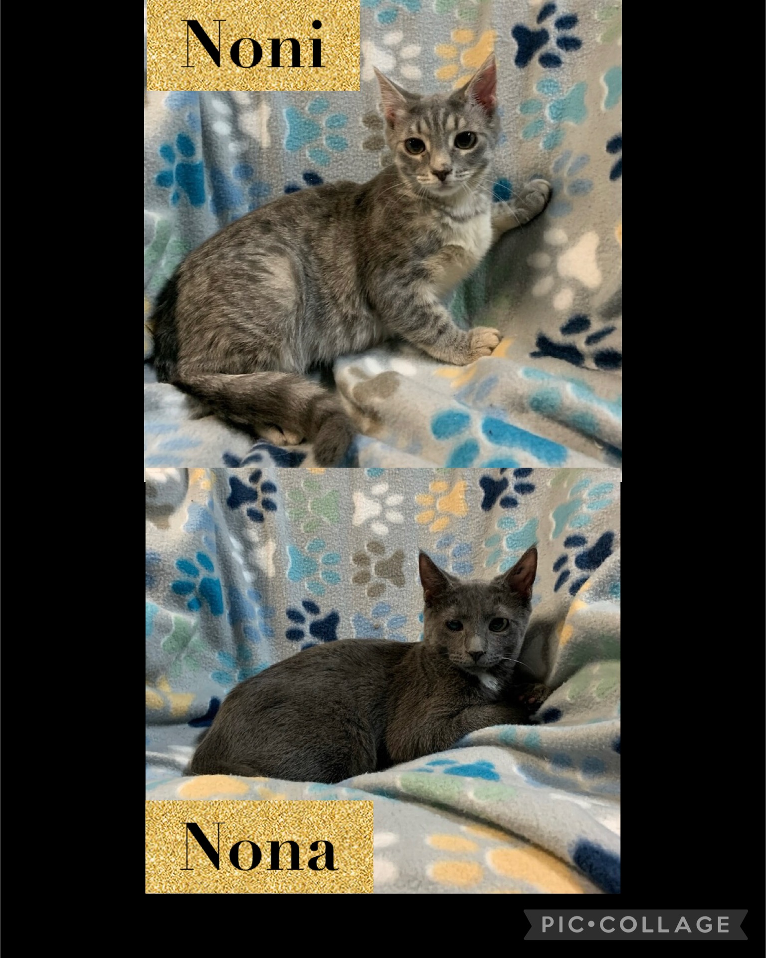 NONI & NONA ~ COURTESY POSTING ~ Bonded Sisters in Delaware, Young Female Domestic Short Hair
