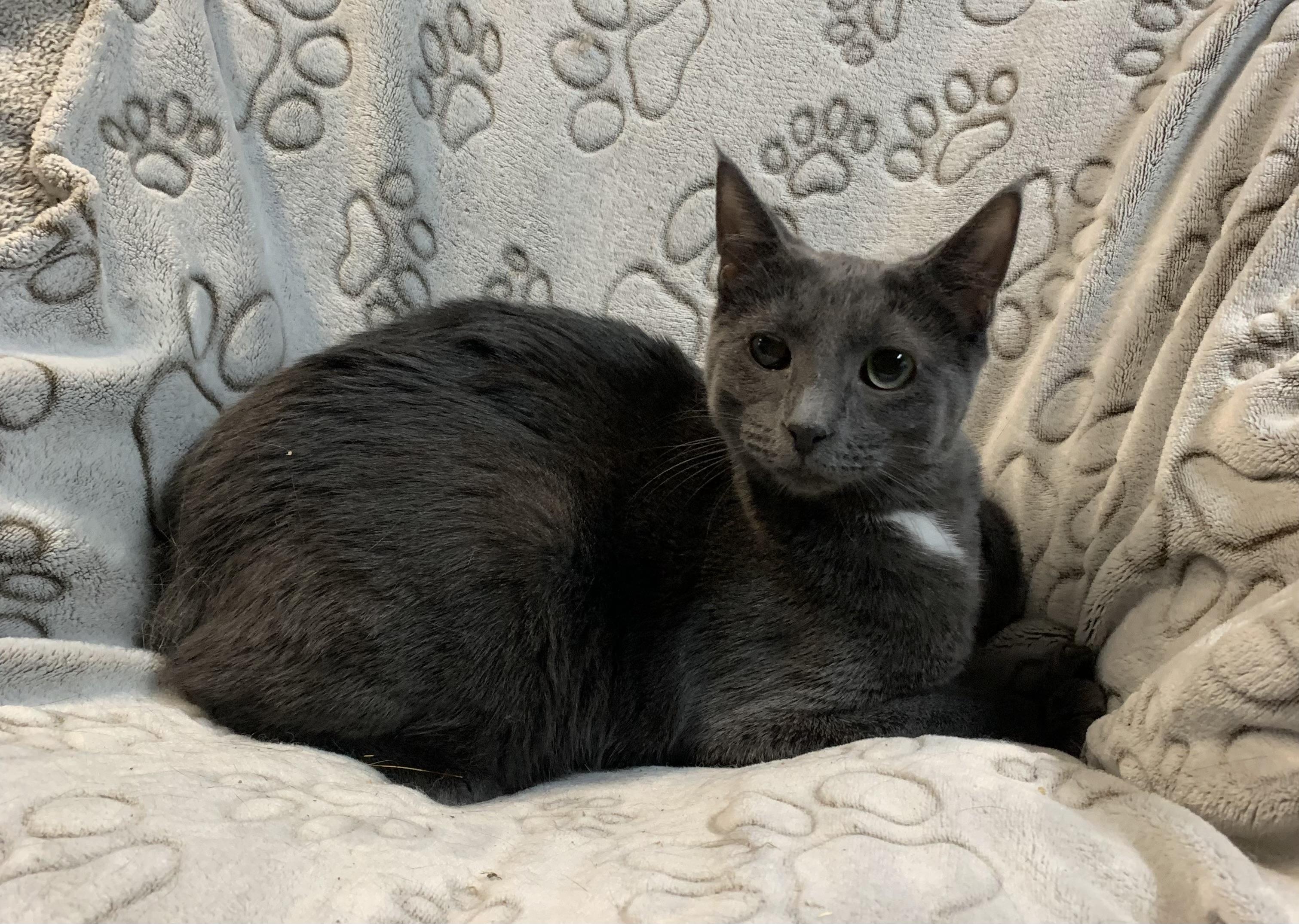 NONI & NONA ~ COURTESY POSTING ~ Bonded Sisters in Delaware, a Adoptable Domestic Short Hair in Spotswood, NJ image 5/6