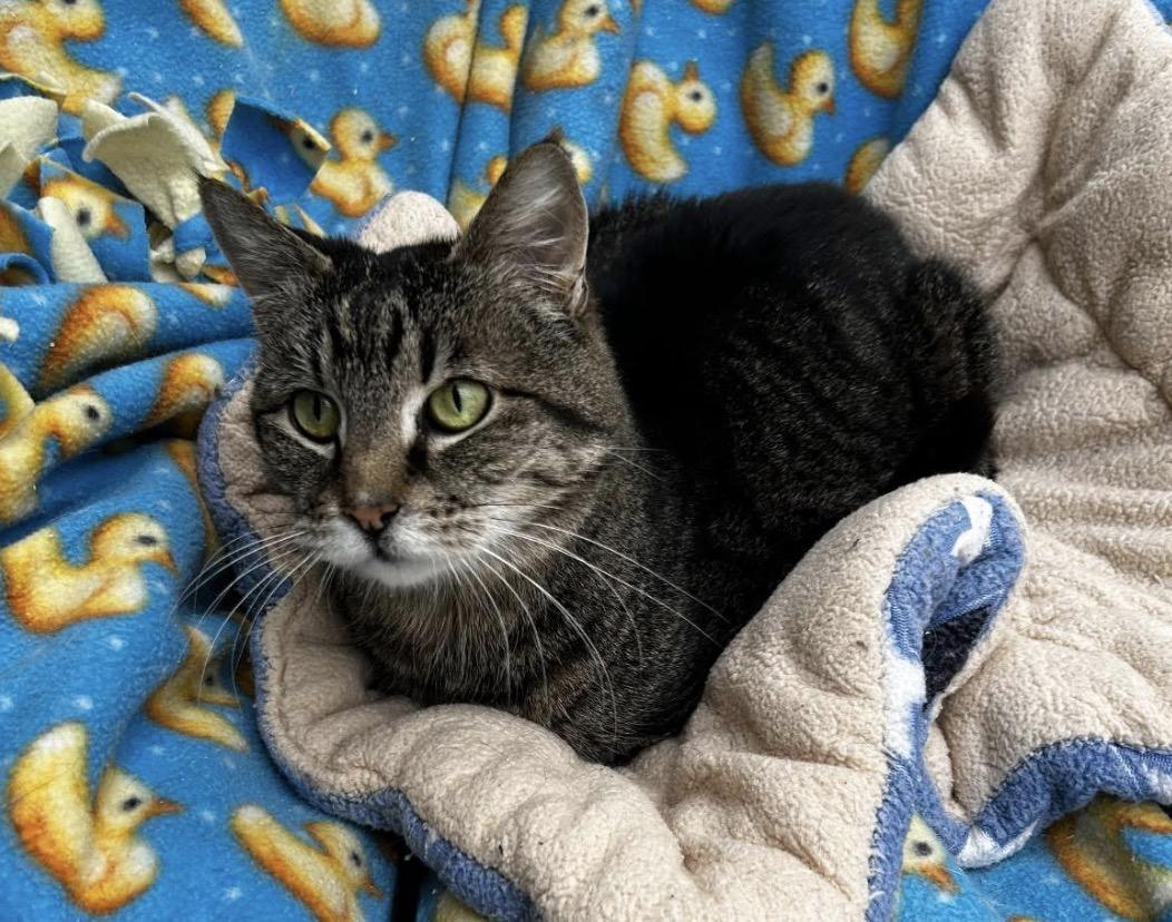 Enlarge Peeps, an adoptable Tabby in Maple Ridge, BC image 5/6