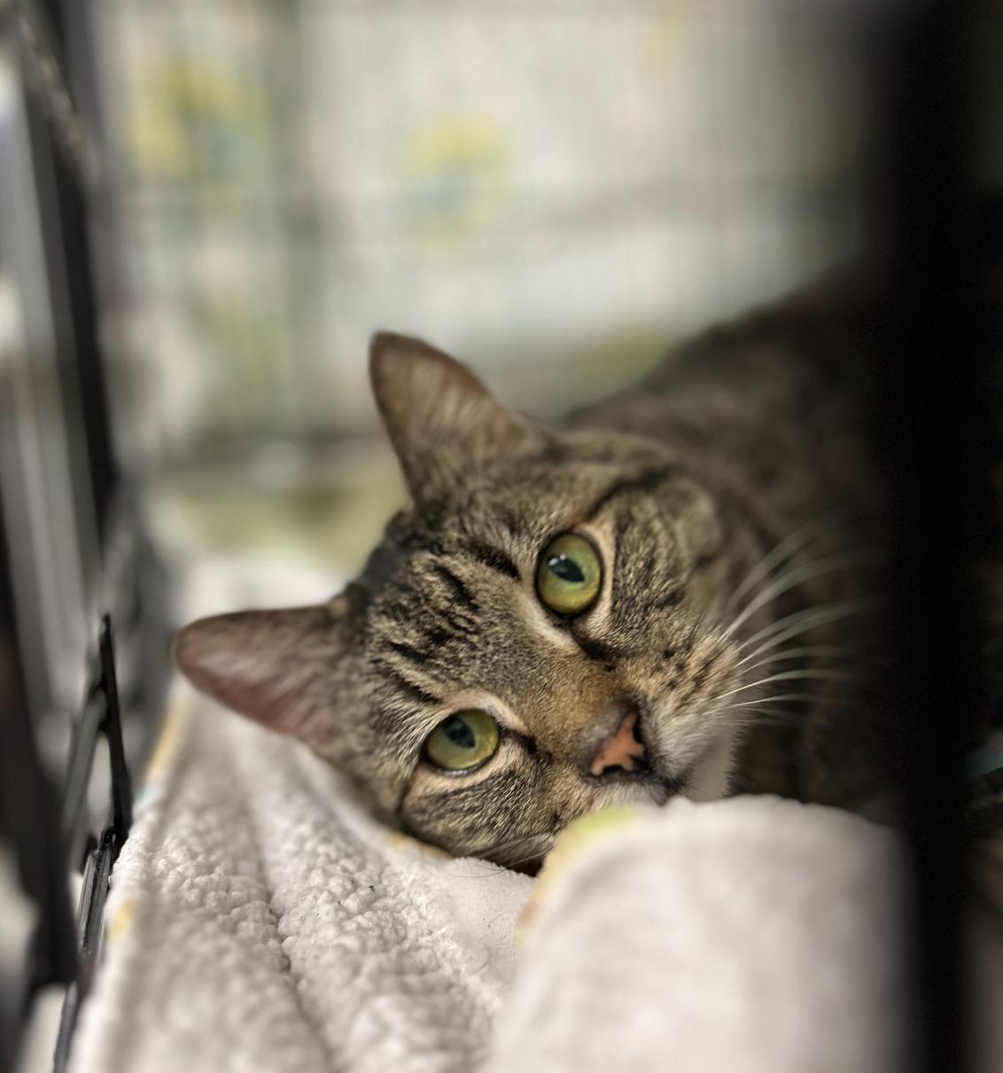 Peeps, a Adoptable Tabby in Maple Ridge, BC image 6/6