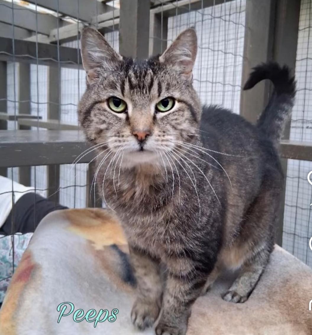 Peeps, a Adoptable Tabby in Maple Ridge, BC image 3/6