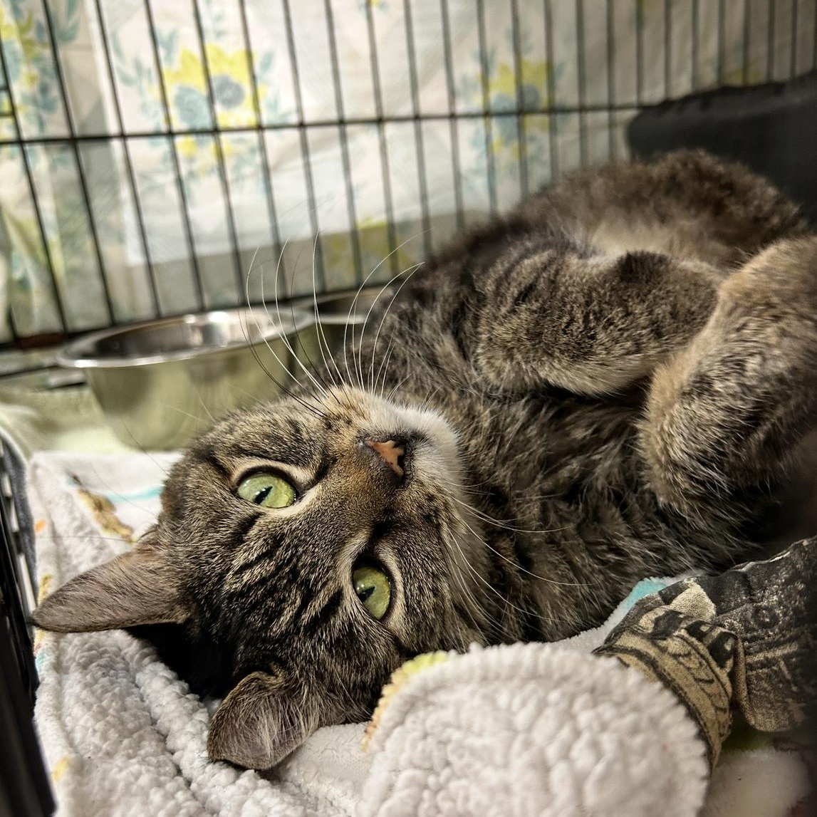 Peeps, Adoptable, Senior Female Tabby.