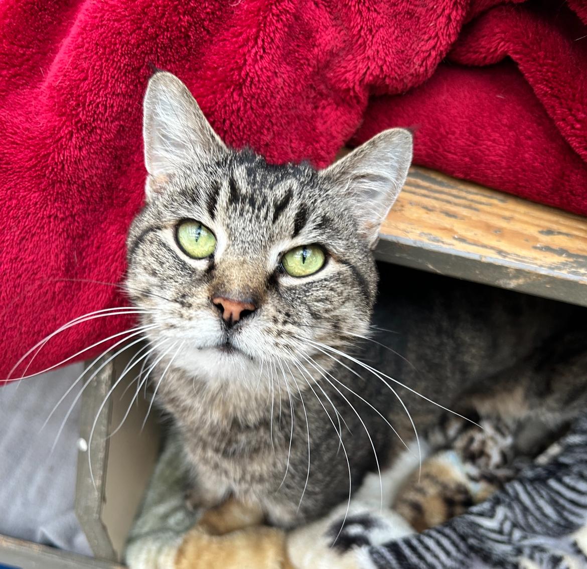 Peeps, Adoptable, Senior Female Tabby.