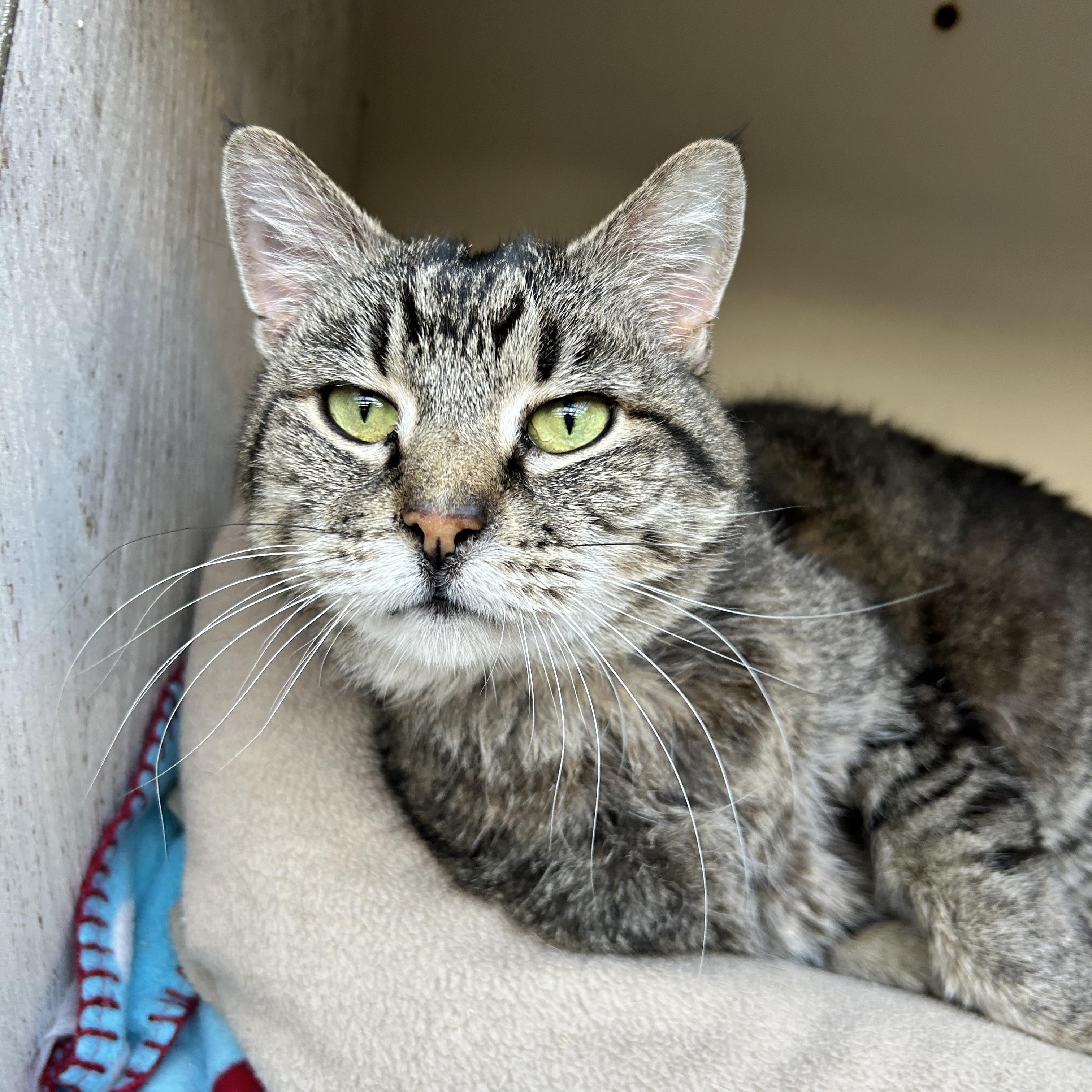 Peeps, a Adoptable Tabby in Maple Ridge, BC image 4/6