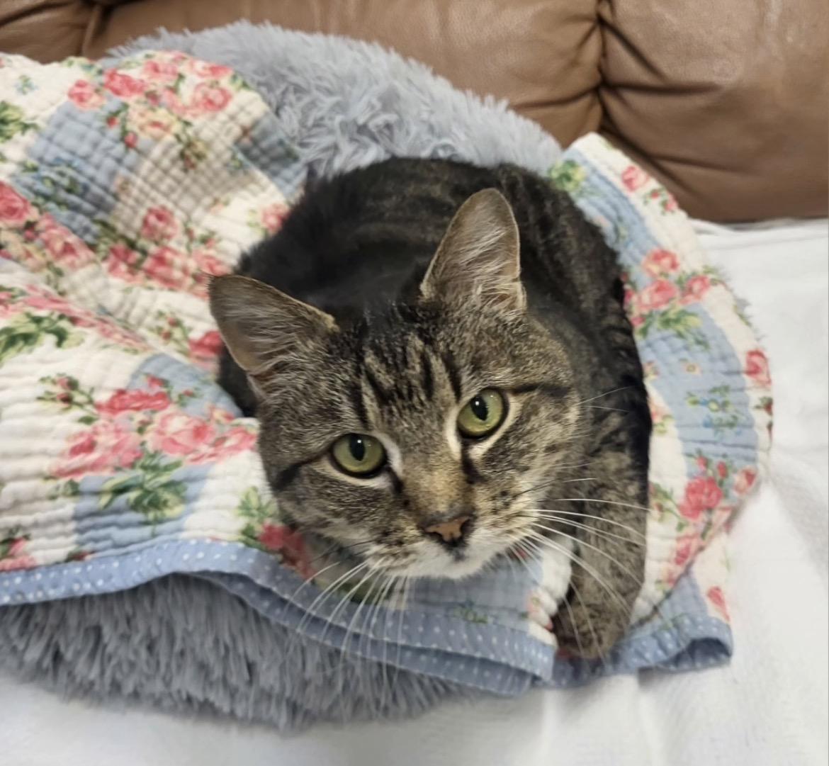 Peeps, adoptable, Senior Female Tabby.