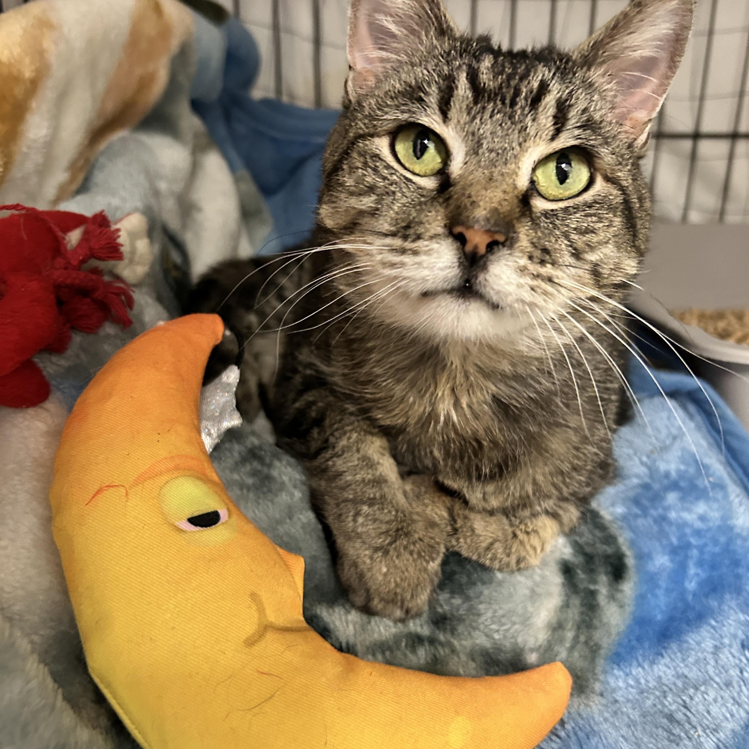 Peeps, adoptable, Senior Female Tabby.