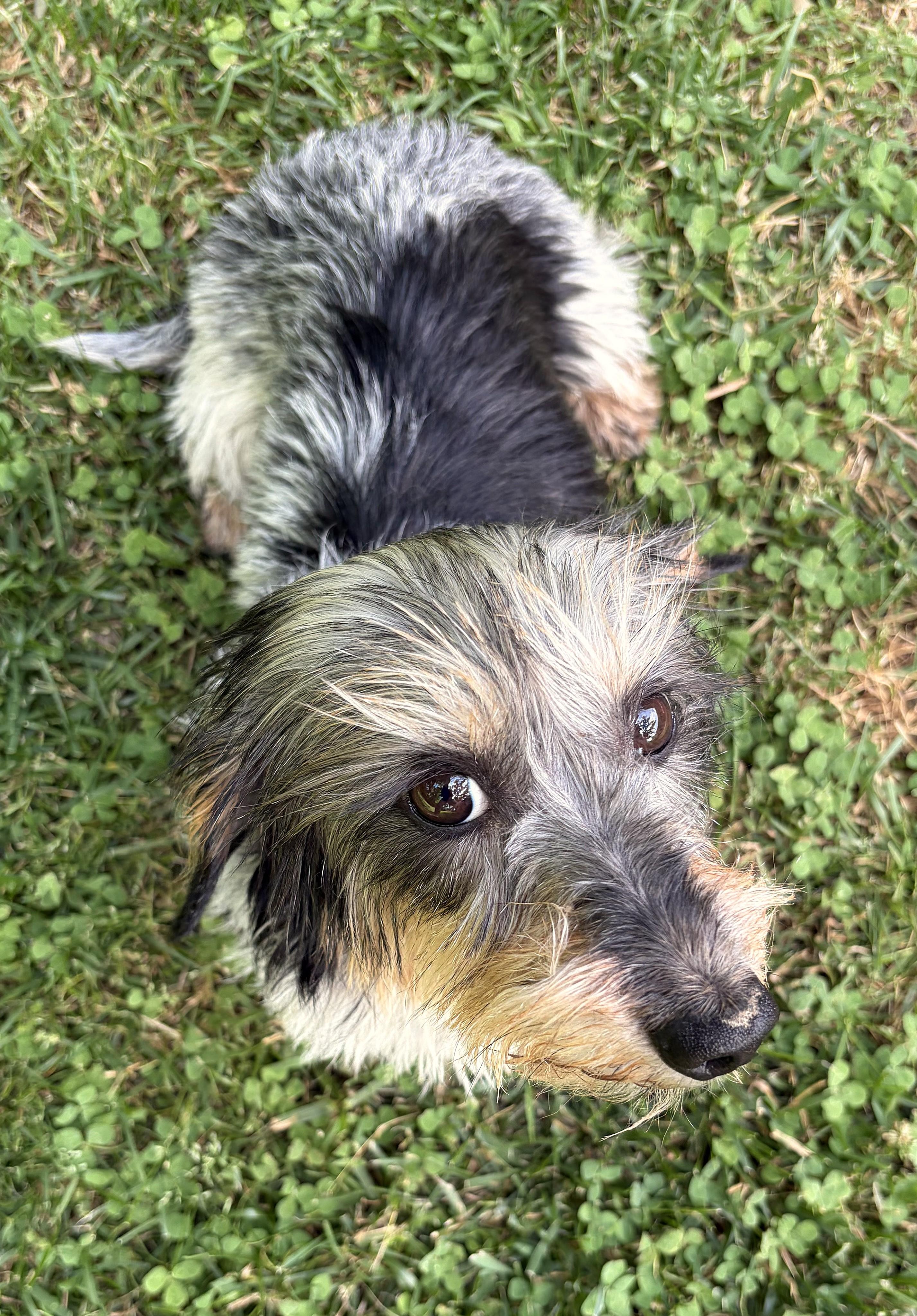 Poppy in TN, a ADOPTABLE Dachshund in Alcoa, TN image 2/5