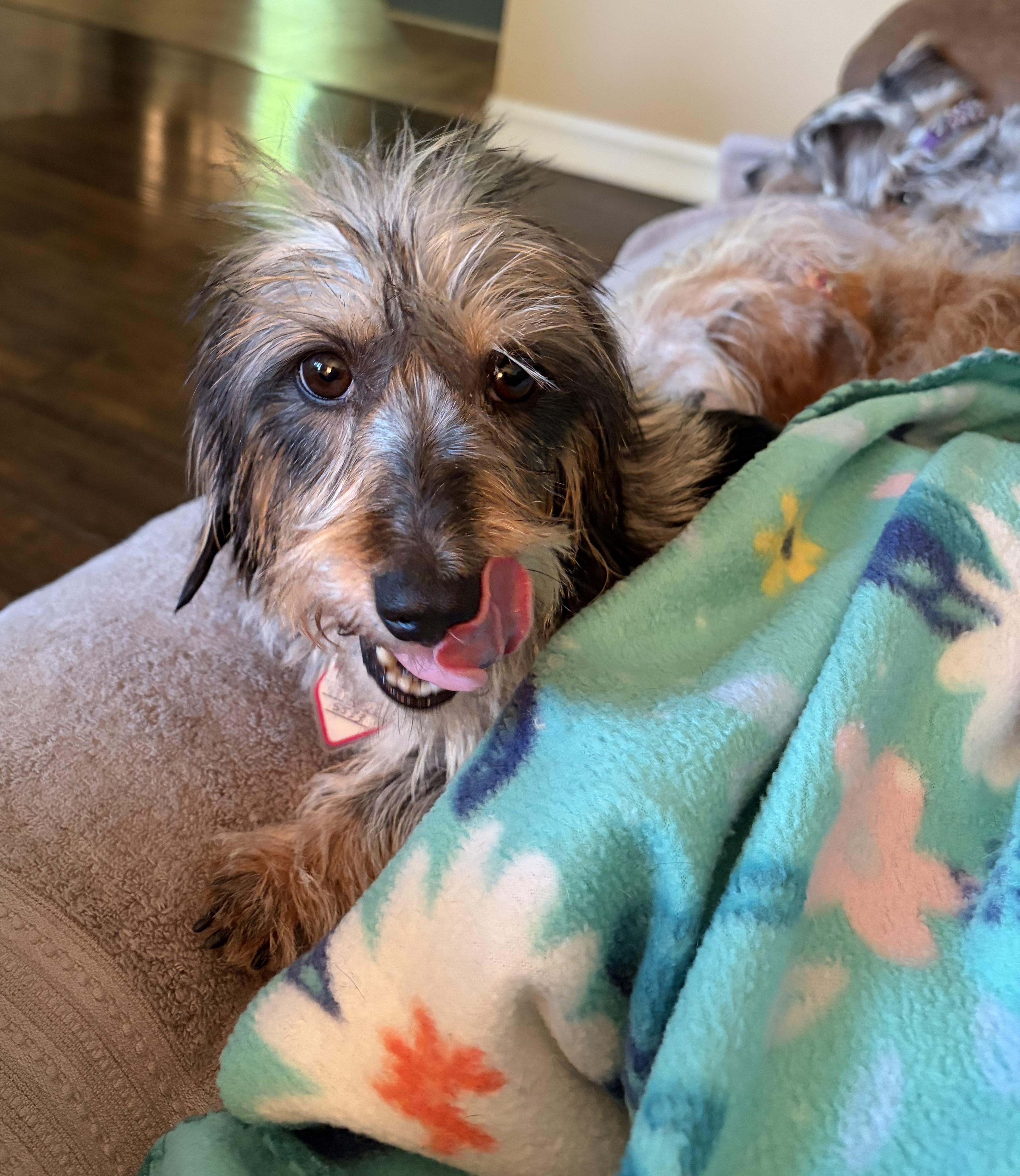 Poppy in TN, a ADOPTABLE Dachshund in Alcoa, TN image 5/5