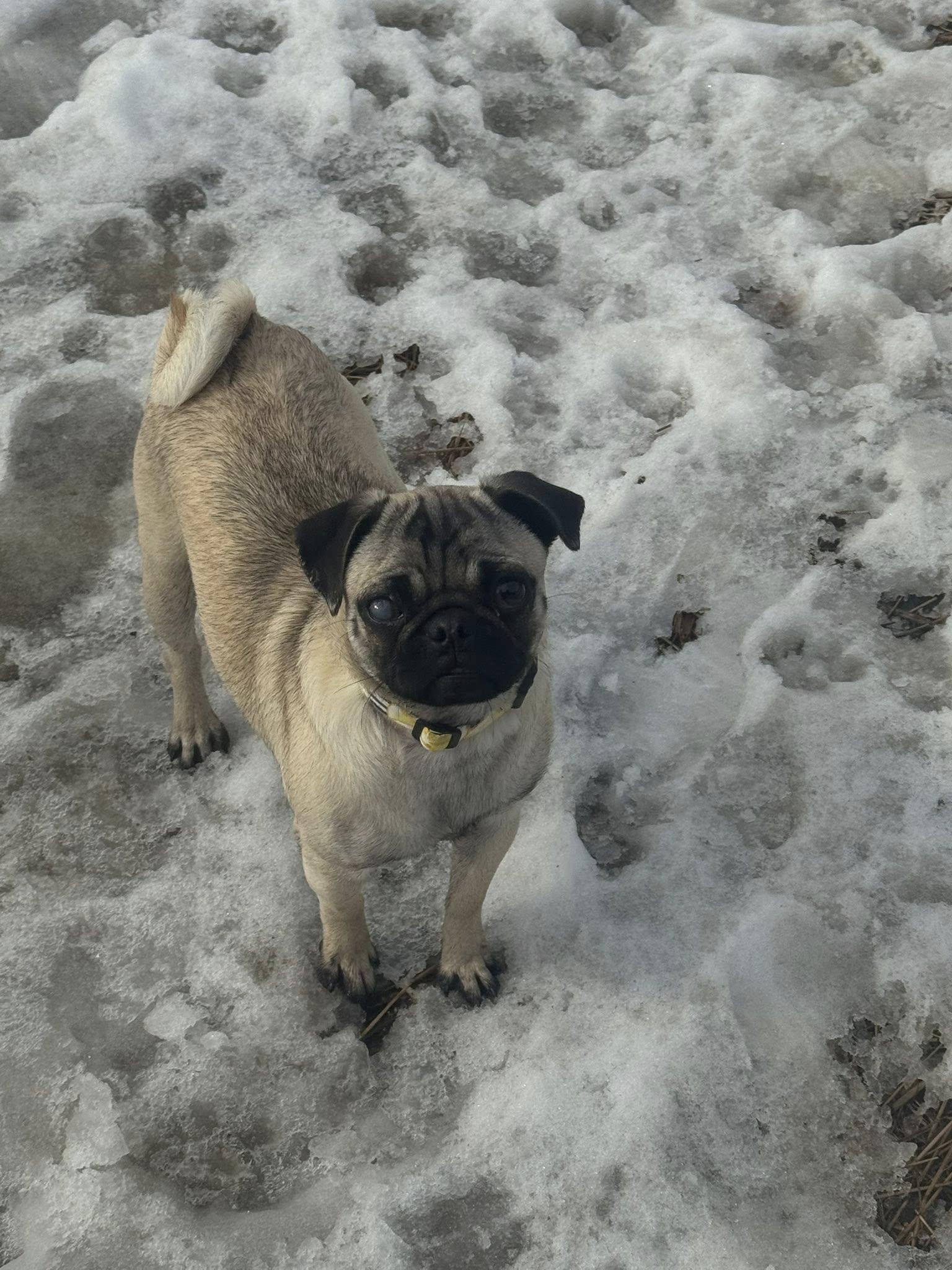 Enlarge Addie Mae, a ADOPTABLE Pug in Decorah, IA image 2/4