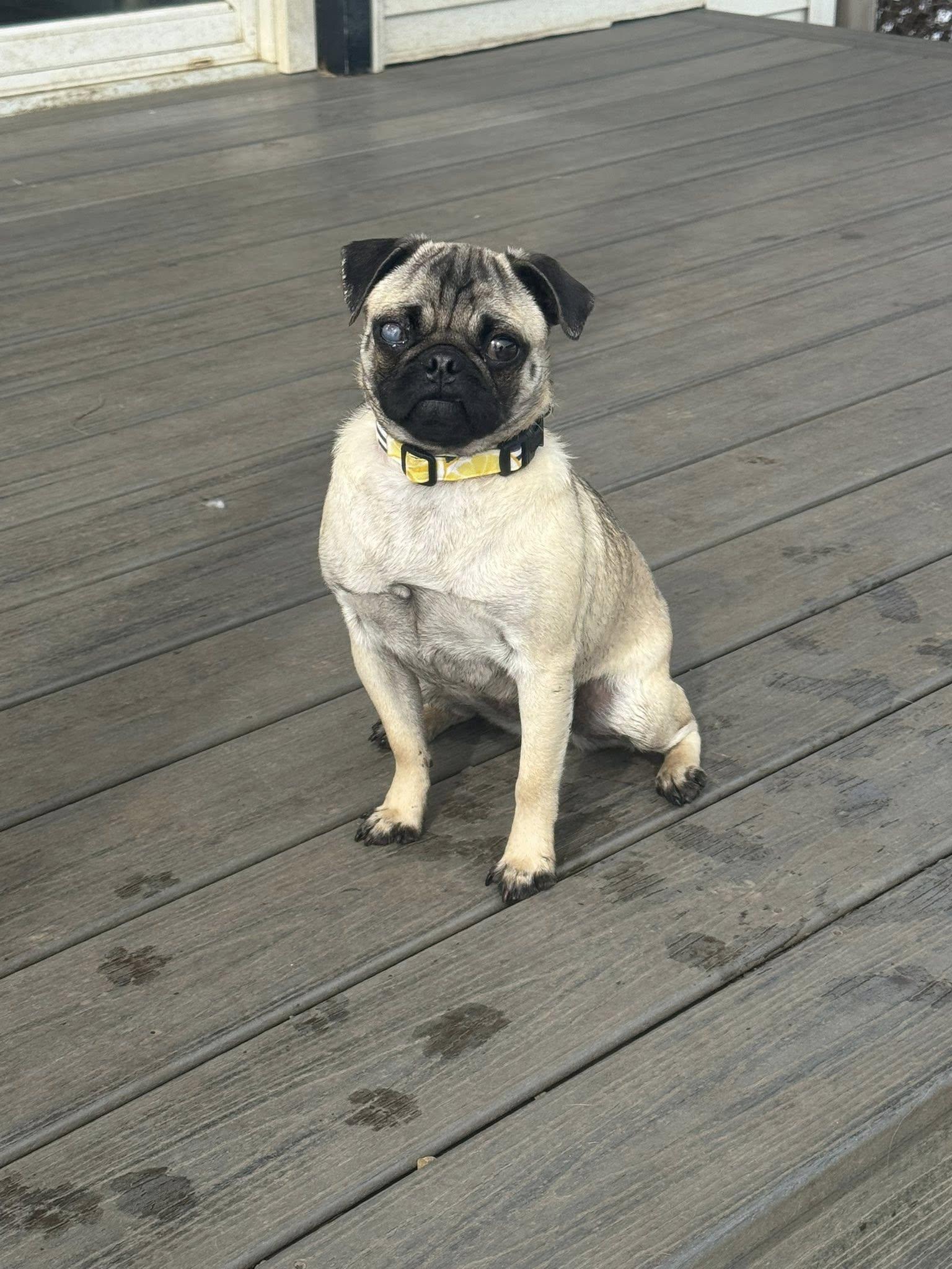 Addie Mae, ADOPTABLE, Young Female Pug.