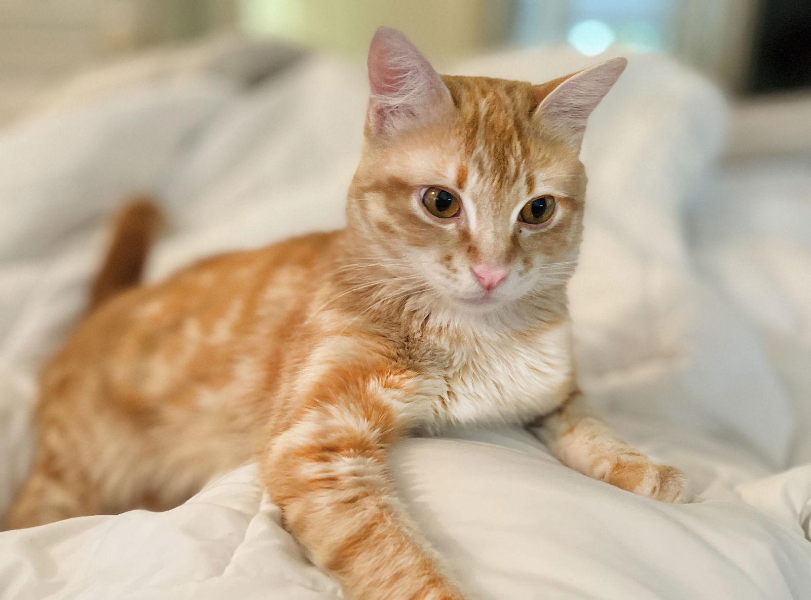 Gingerbread thumbnail 2