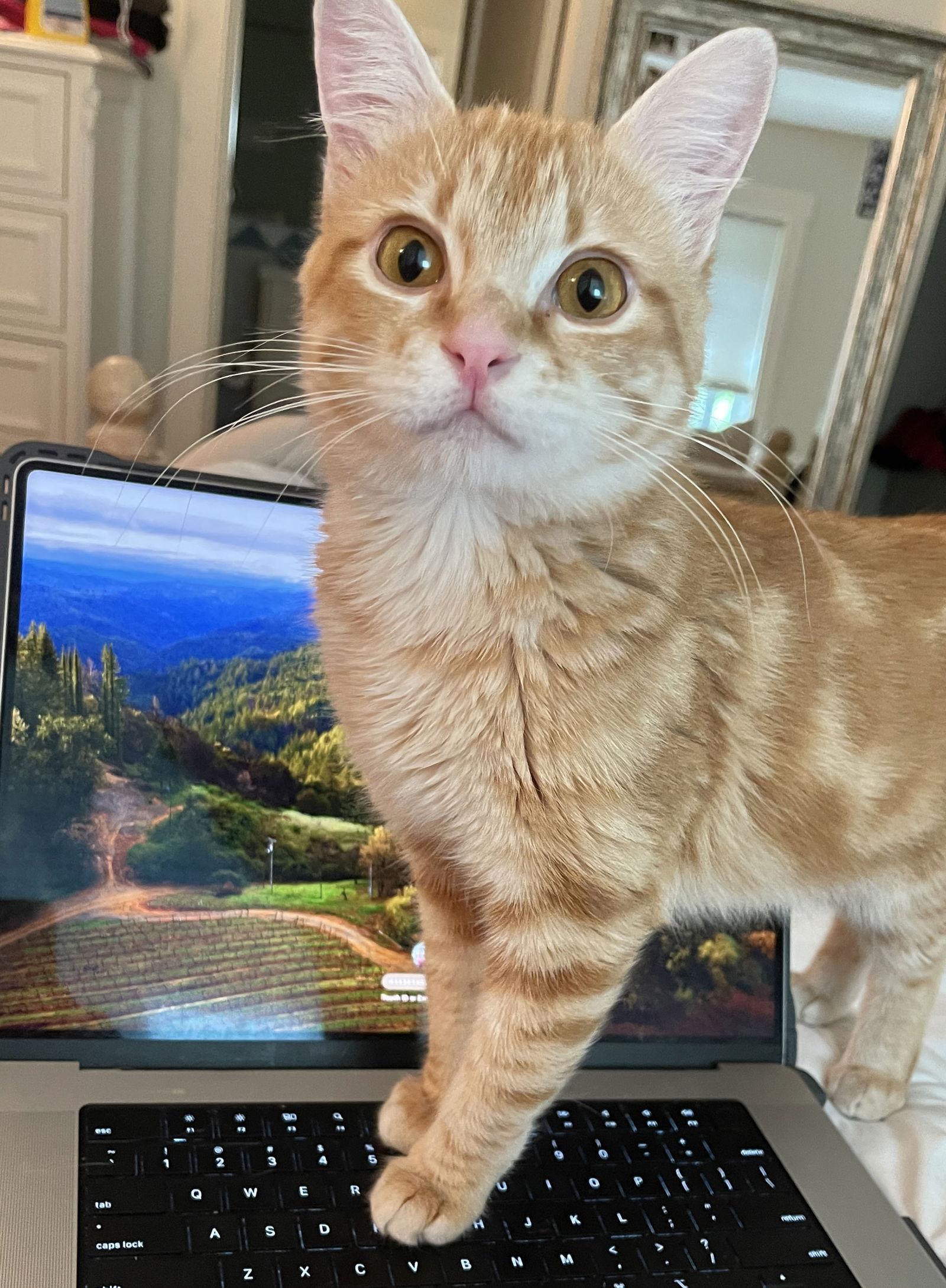 Gingerbread thumbnail 3