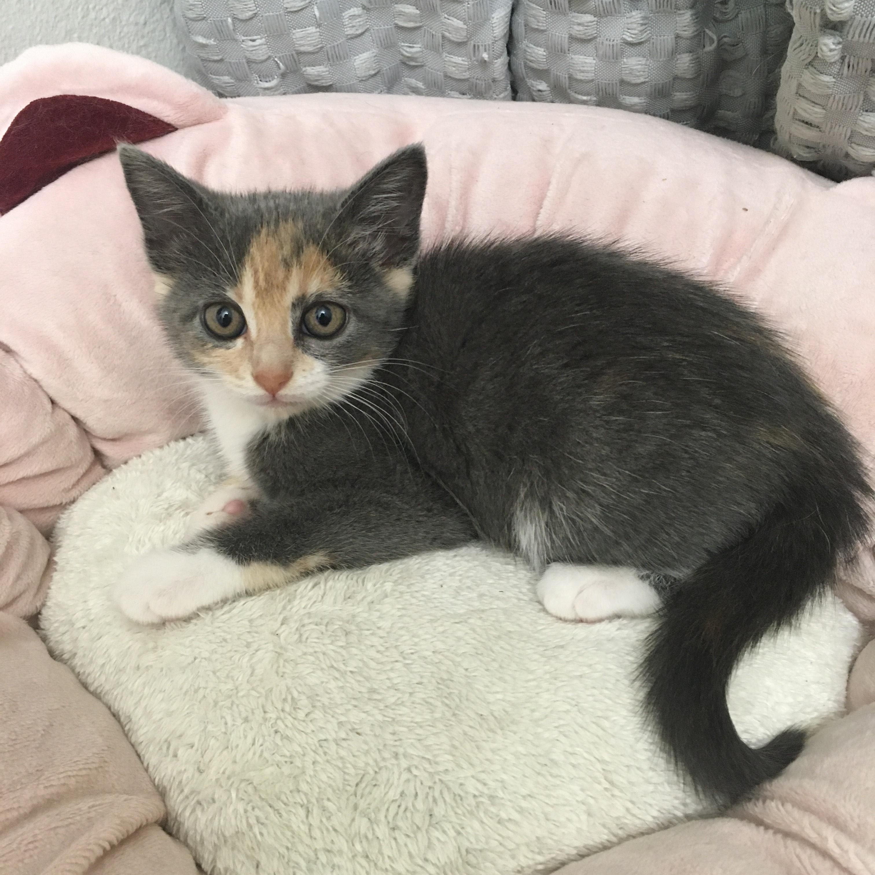 Willow, Baby Female Domestic Long Hair