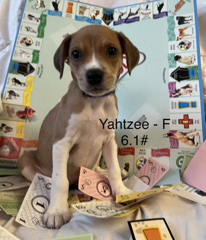 Enlarge Yahtze, a Adoptable Terrier in Hillside, IL image 1/3