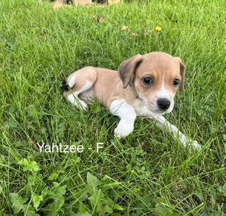 Enlarge Yahtze, a Adoptable Terrier in Hillside, IL image 2/3