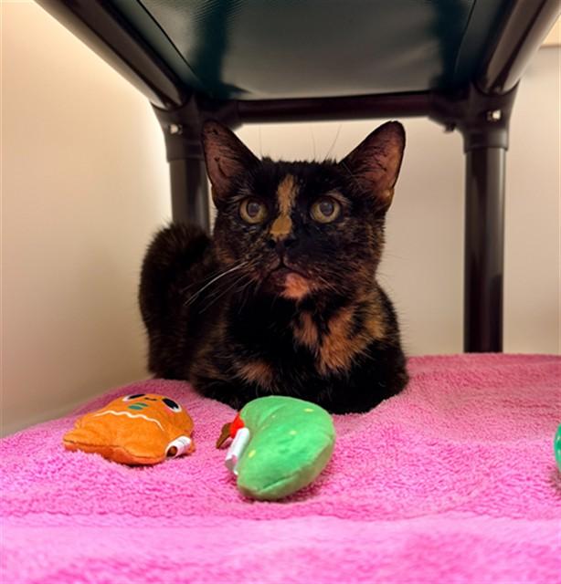 Enlarge COCO, a Adoptable Domestic Short Hair in Statesville, NC image 1/1