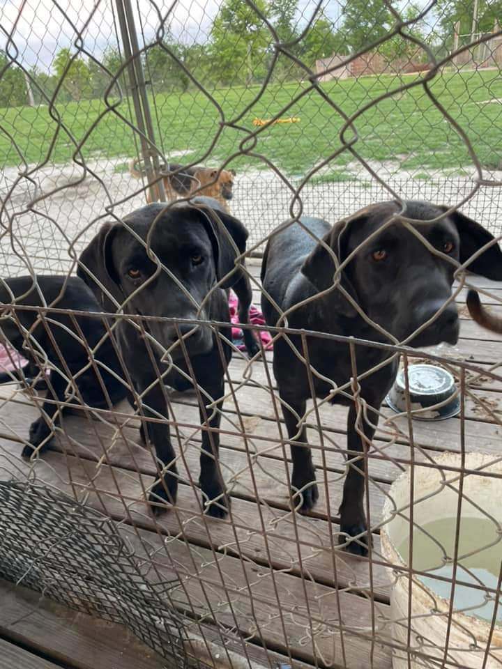 Labs rescue needed 2