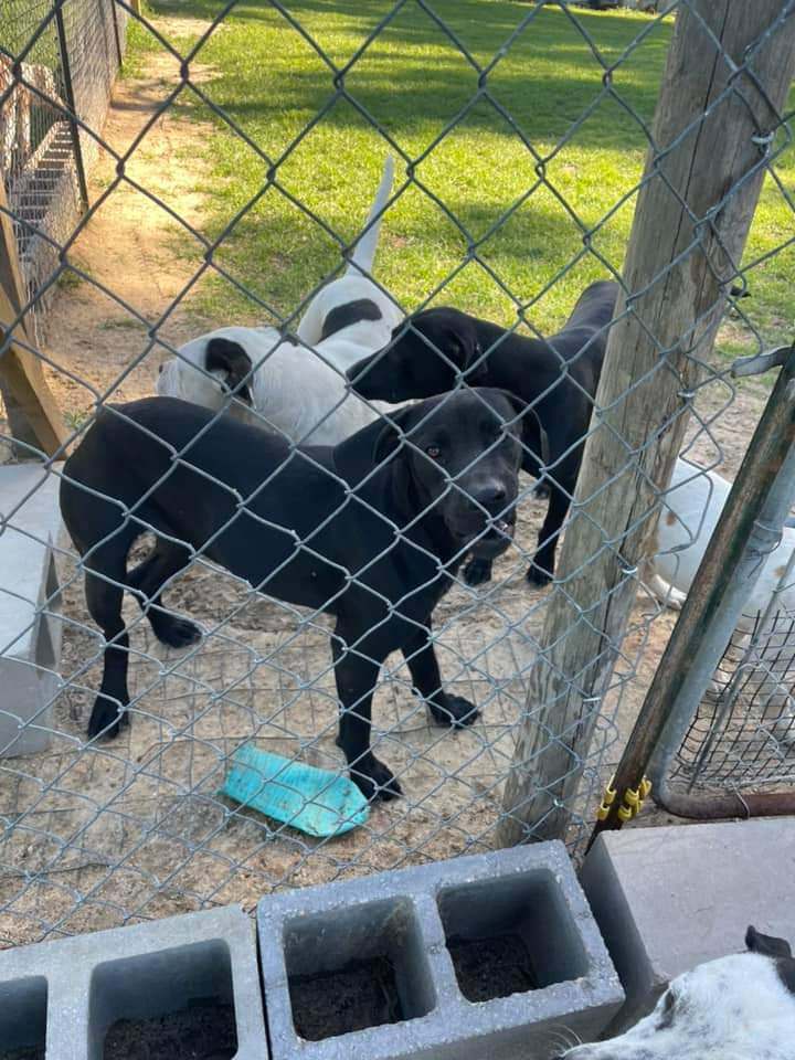 Labs rescue needed 4