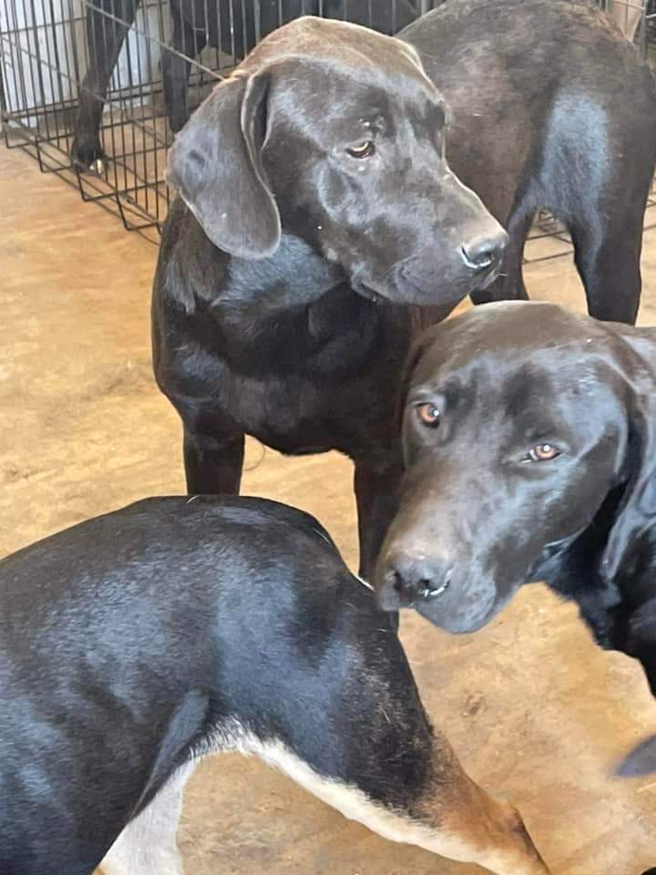 Labs rescue needed