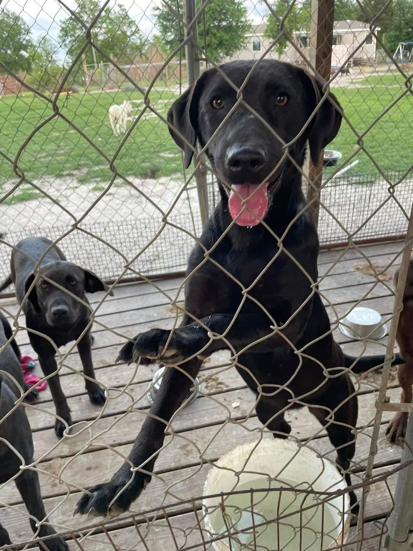 Labs rescue needed 3