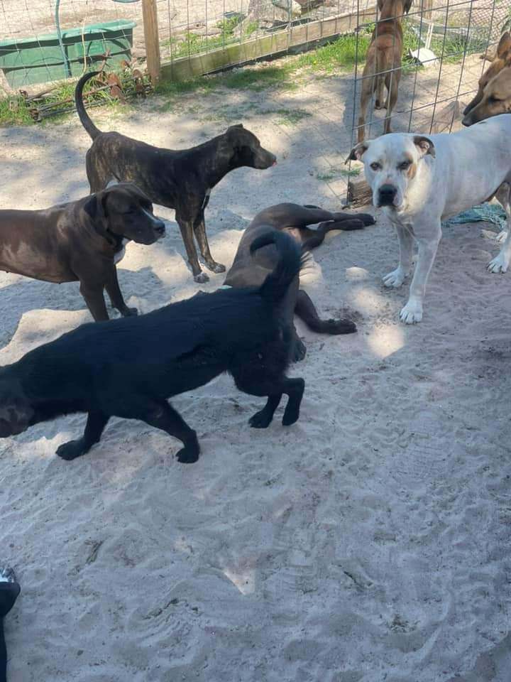 Labs rescue needed 5