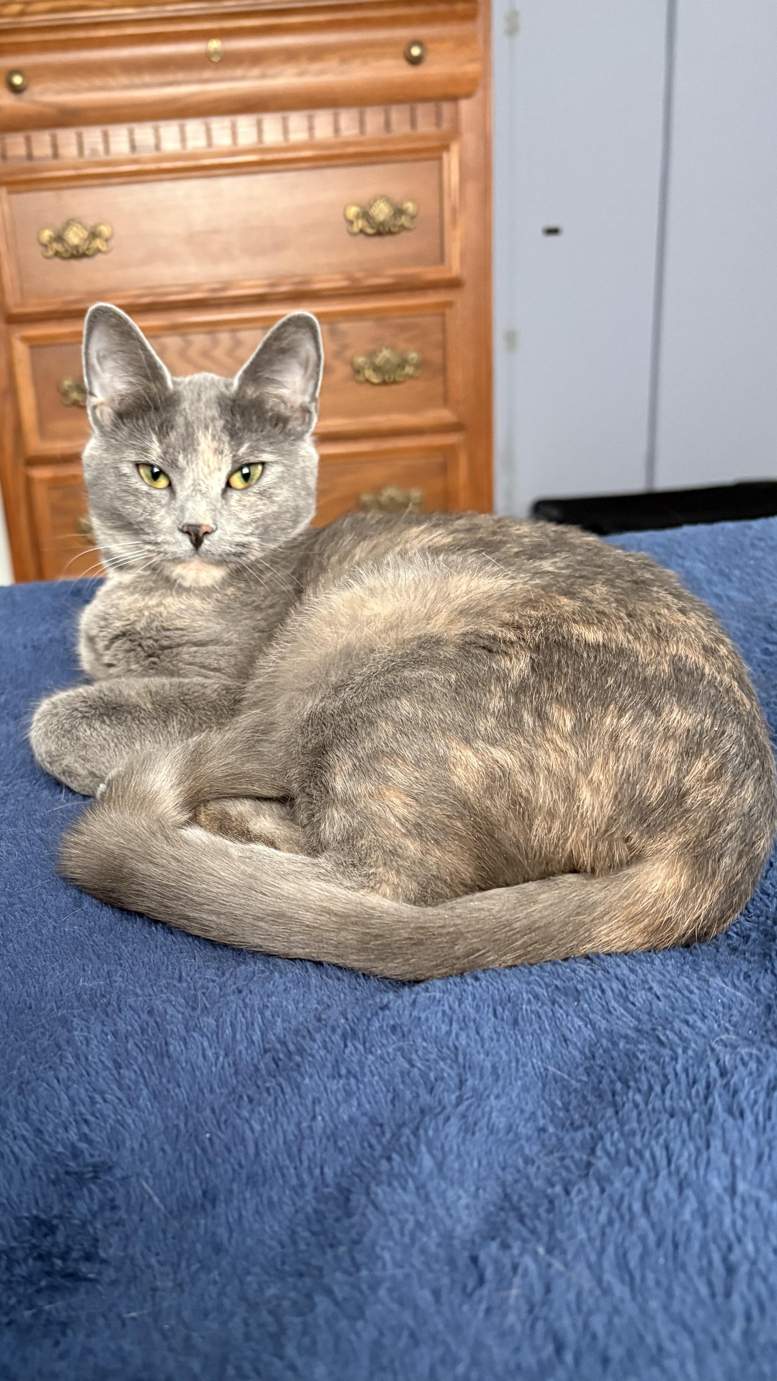 Enlarge Coco, an adopted Domestic Short Hair in Warminster, PA image 3/5