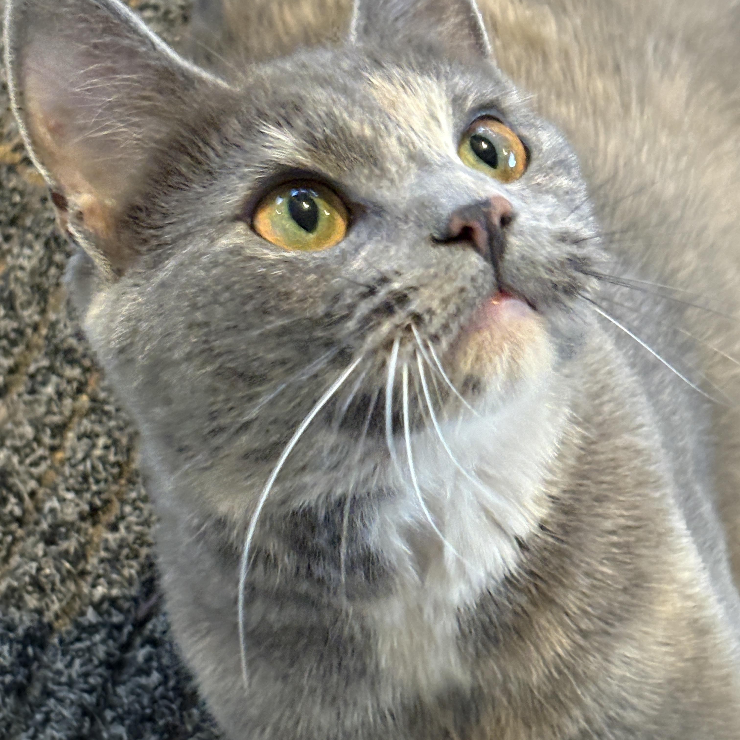 Enlarge Coco, an adopted Domestic Short Hair in Warminster, PA image 1/5