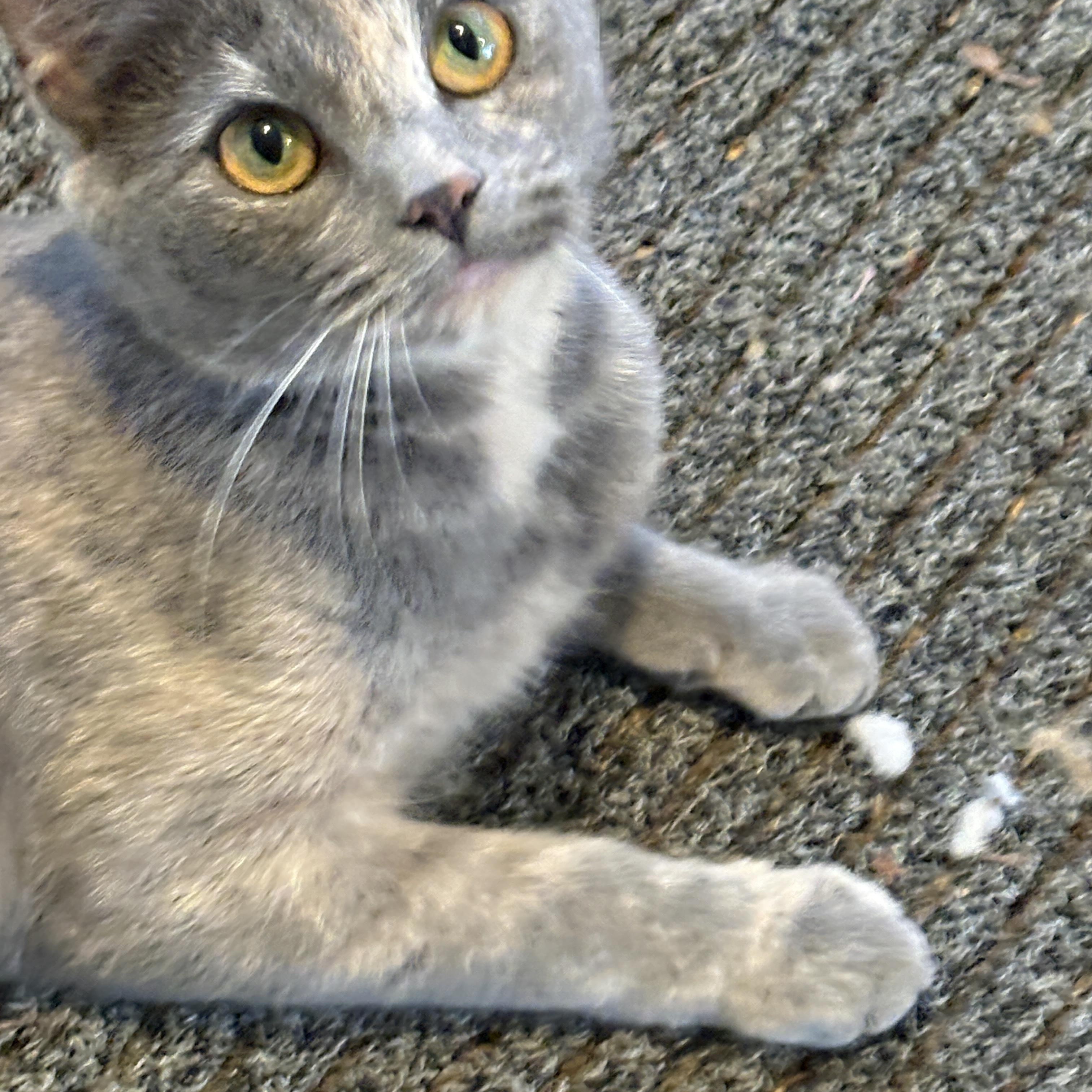 Enlarge Coco, an adopted Domestic Short Hair in Warminster, PA image 5/5