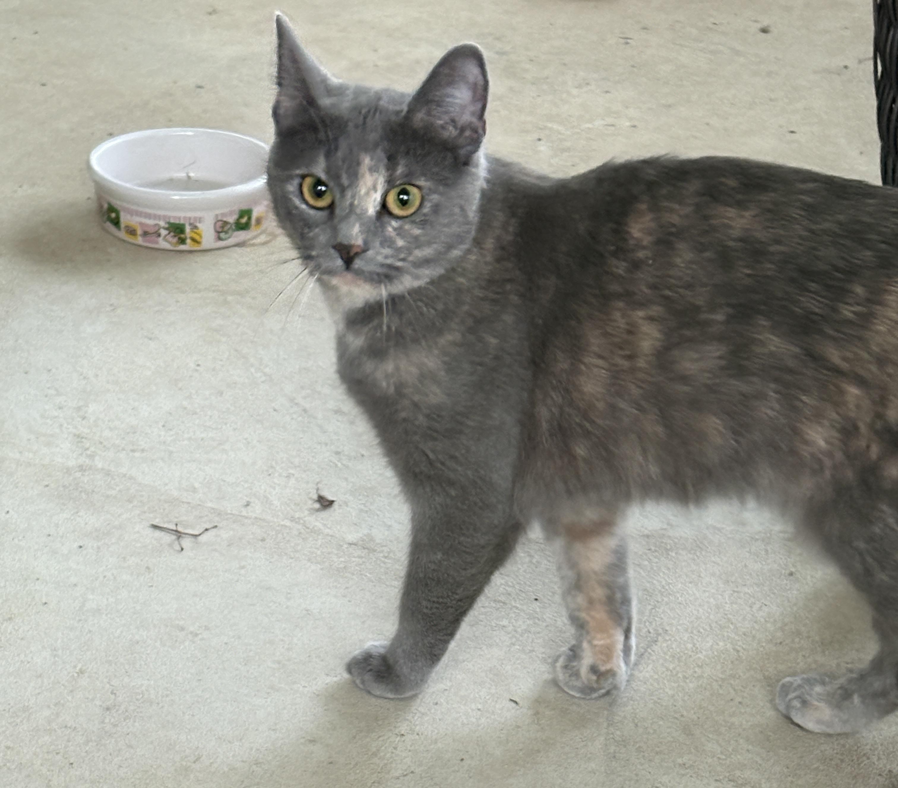 Enlarge Coco, an adopted Domestic Short Hair in Warminster, PA image 2/5