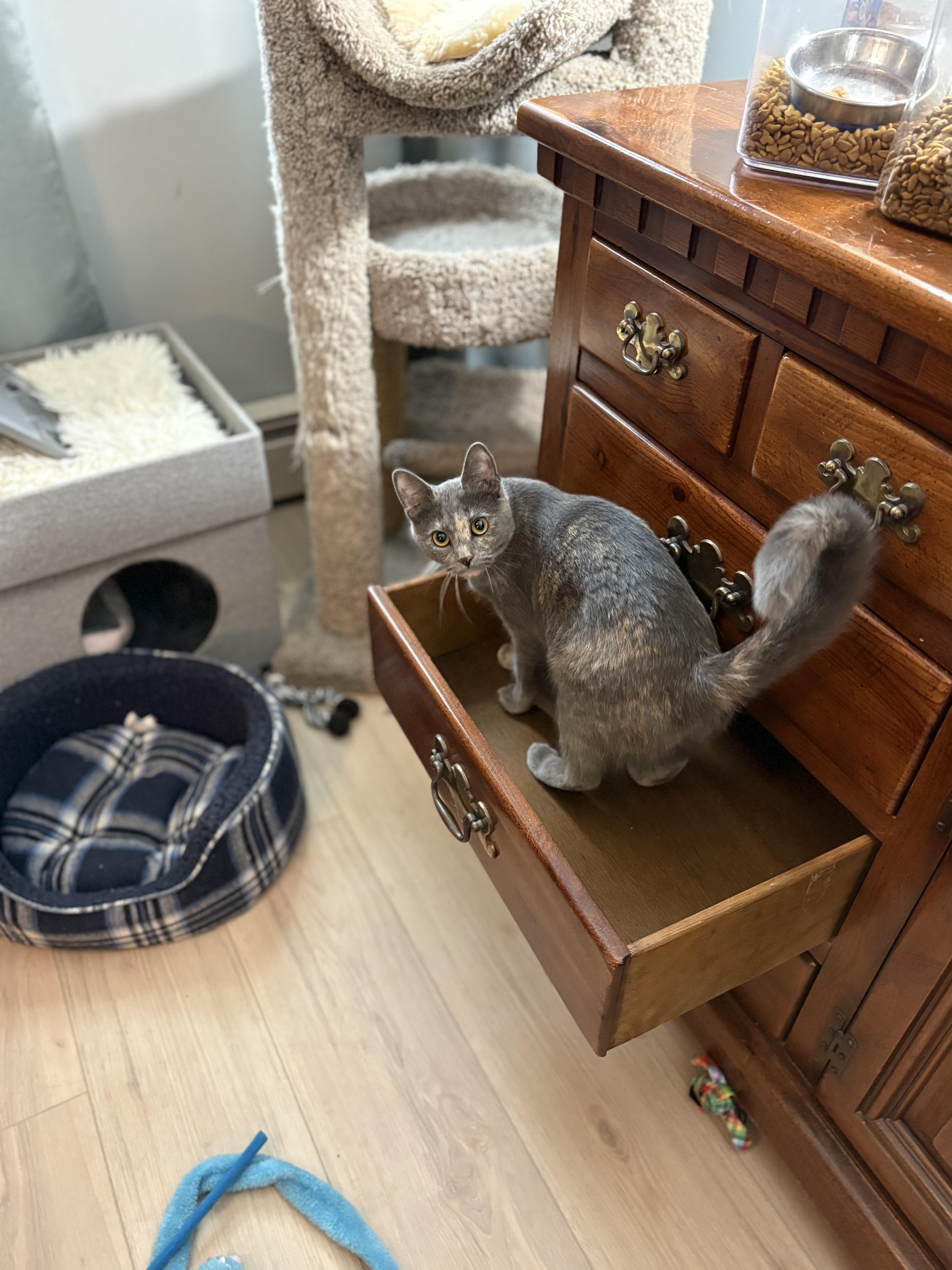 Enlarge Coco, an adopted Domestic Short Hair in Warminster, PA image 4/5
