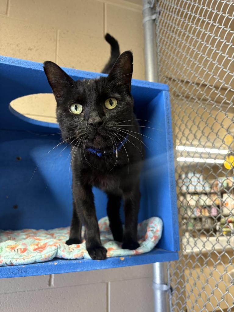 Gerald, a ADOPTABLE Domestic Short Hair in Ivins, UT image 2/2