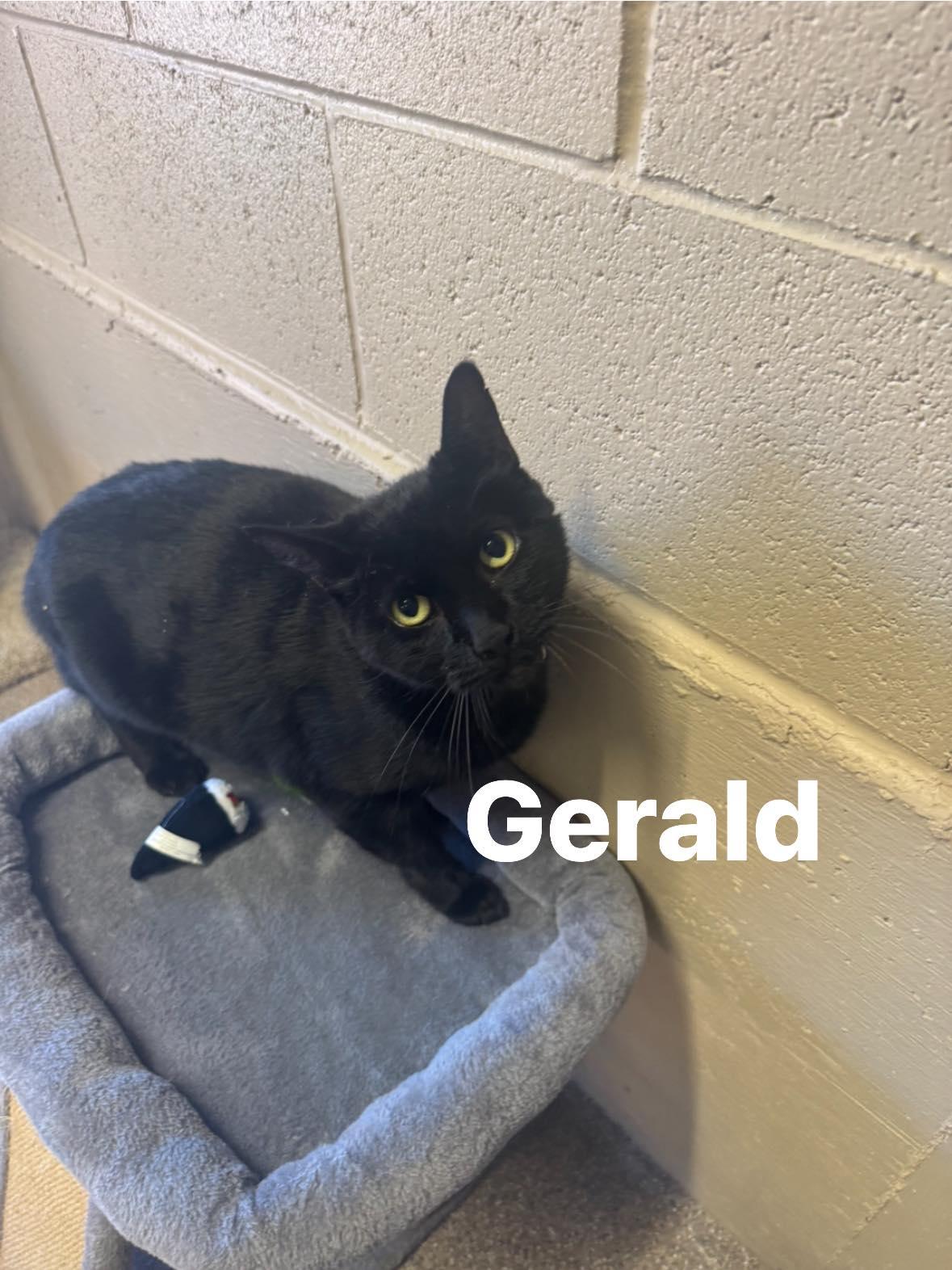 Gerald, ADOPTABLE, Adult Male Domestic Short Hair.