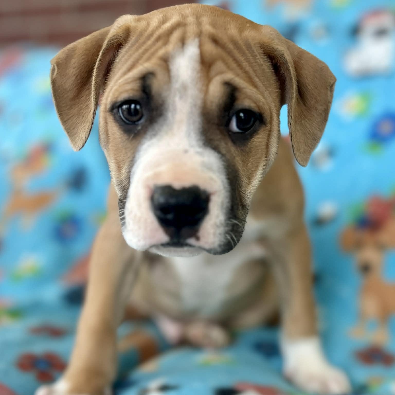 Juno, ADOPTABLE, Puppy Male Boxer & Black Mouth Cur.