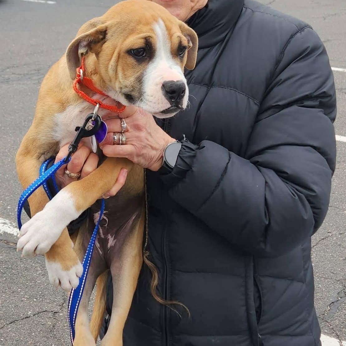 Juno, a ADOPTABLE mixed breed in Granby, CT image 2/6
