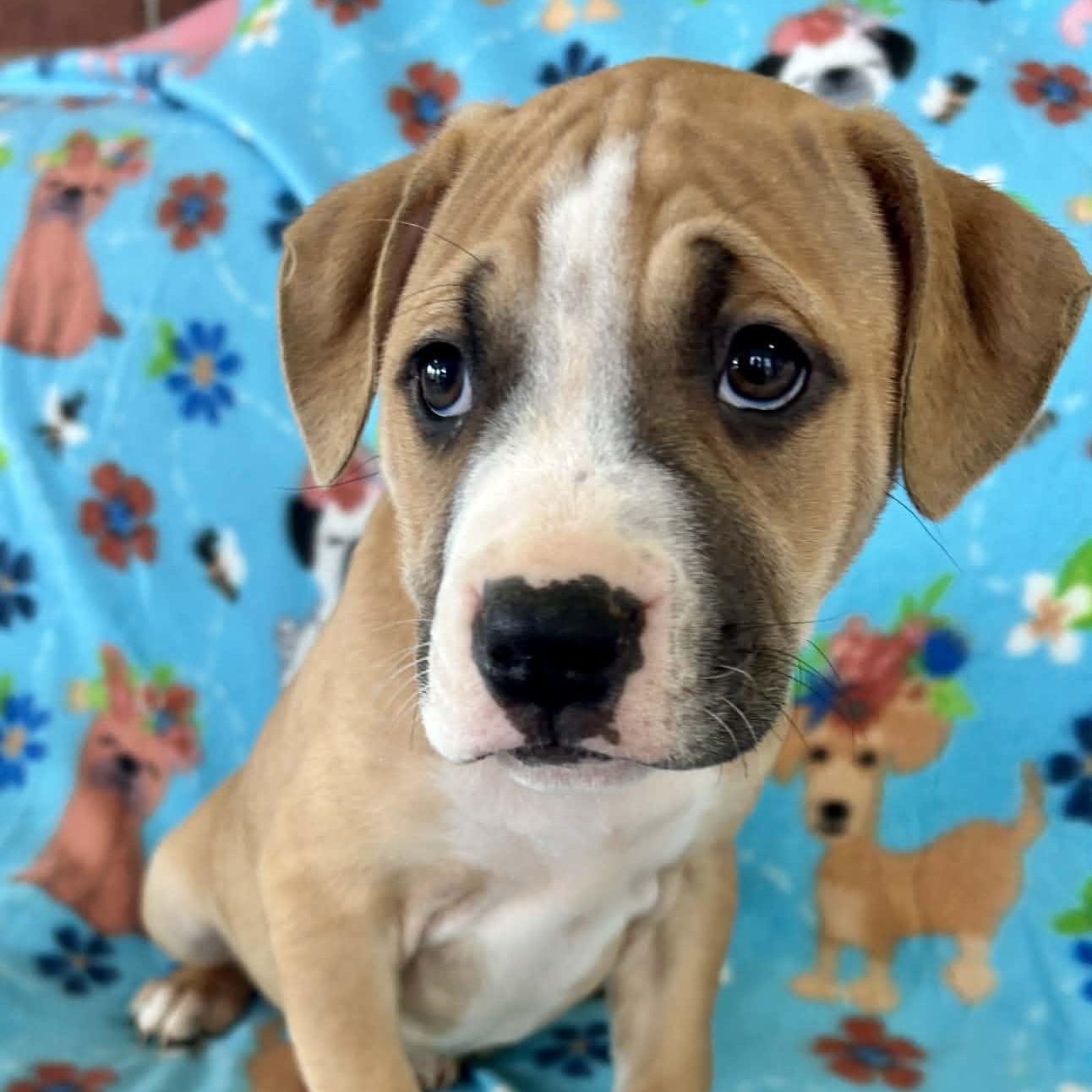 Enlarge Juno, a ADOPTABLE mixed breed in Burlington, CT image 2/6