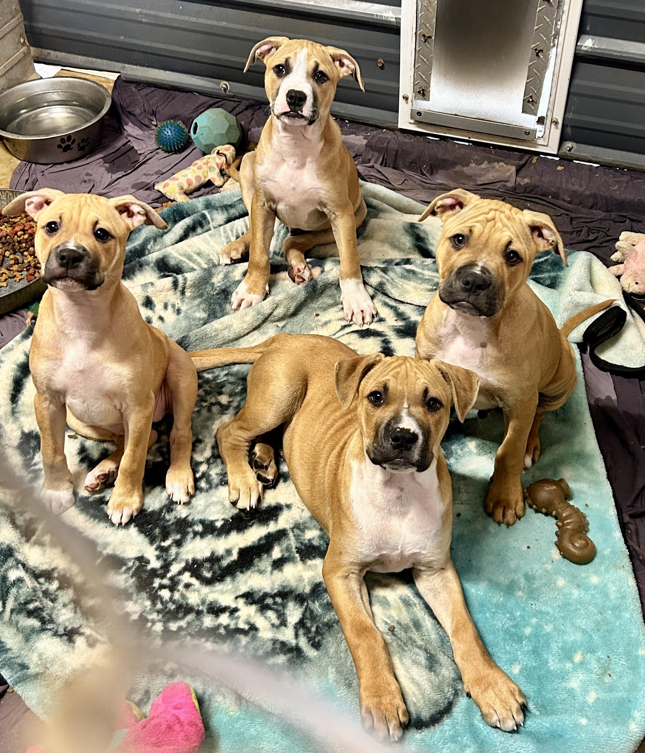 Enlarge Juno, a ADOPTABLE mixed breed in Burlington, CT image 6/6